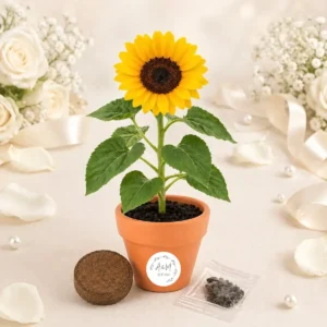 Maceta maceta con semillas de girasol boda basic