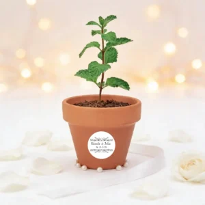 Maceta con semillas de menta boda bouquet