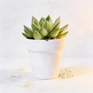 Maceta con semillas de cactus boda