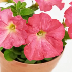 Maceta maceta con semillas de petunia boda