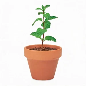 Maceta con semillas de menta comunión