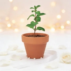 Maceta con semillas de menta boda