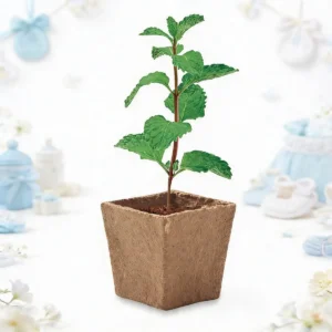 Maceta kit cultivo menta bautizo