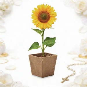 Maceta kit cultivo girasoles bautizo