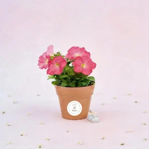 Maceta maceta con semillas de petunia bautizo osito