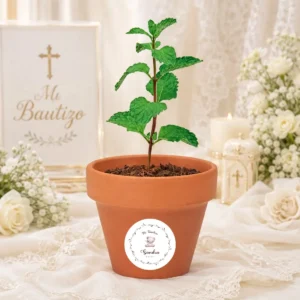 Maceta con semillas de menta bautizo osito