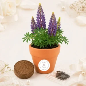 Maceta maceta con semillas de lupine bautizo osito