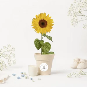 Maceta maceta blanca con semillas de girasol bautizo osito