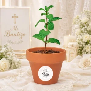 Maceta con semillas de menta bautizo paloma amor