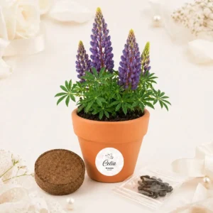 Maceta maceta con semillas de lupine bautizo paloma amor
