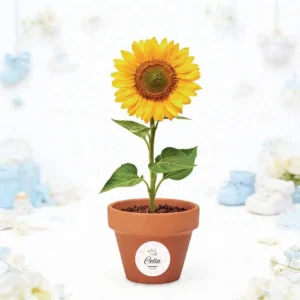 Maceta con semillas de girasol bautizo paloma amor