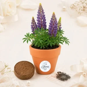 Maceta terracota con semillas de lupine bautizo paloma niño