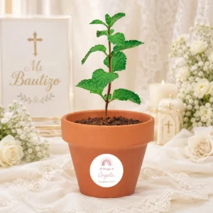 Maceta con semillas de menta bautizo elementos ella