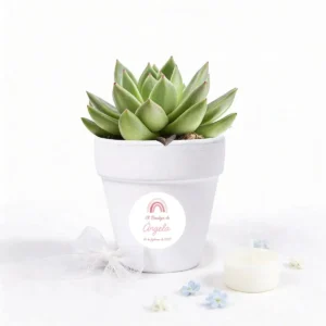 Maceta con semillas de cactus bautizo elementos ella