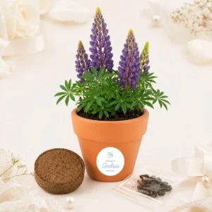 Maceta maceta con semillas de lupine bautizo elementos él