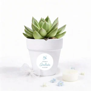 Maceta con semillas de cactus bautizo elementos él