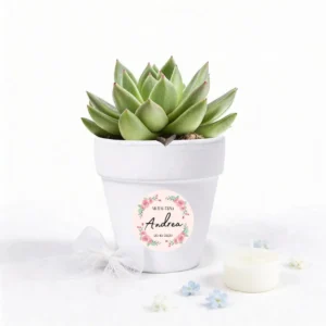 Maceta con semillas de cactus bautizo rosa rosada
