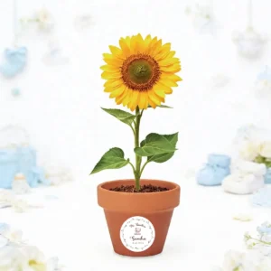 Maceta con semillas de girasol bautizo osito niña
