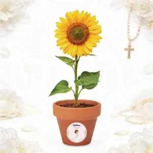Maceta con semillas de girasol personalizada de comunión, diseño Arco flores niña
