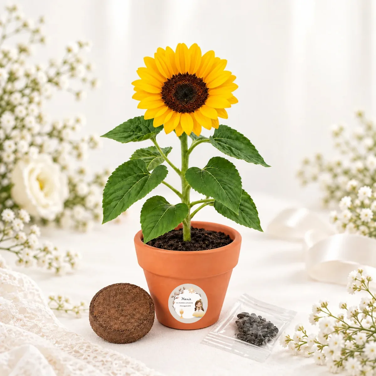 Maceta kit cultivo girasoles comunión niña beige