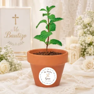 Maceta con semillas de menta bautizo osito niño