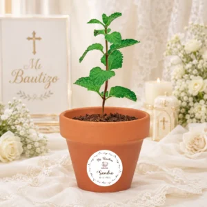 Maceta con semillas de menta bautizo osito niña