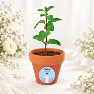 Maceta con semillas de menta personalizada de comunión, diseño Arco espigas niño