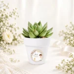 Maceta con semillas de cactus personalizada de comunión, diseño Niño beige